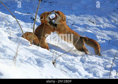 Renards rouges (Vulpes vulpes) pendant la saison des rutes, Warstein, Rhénanie-du-Nord-Westphalie, Allemagne, captive, Europe Banque D'Images