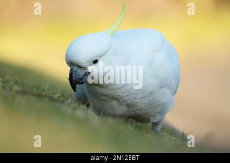 Cacatoès à crête de soufre (Cacatua galerita) adulte qui se nourrit d'herbe, Sydney, Nouvelle-Galles du Sud, Australie, Océanie Banque D'Images