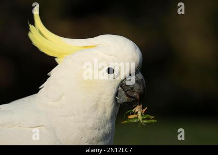 Cacatoès à crête de soufre (Cacatua galerita) adulte qui se nourrit d'herbe, Sydney, Nouvelle-Galles du Sud, Australie, Océanie Banque D'Images