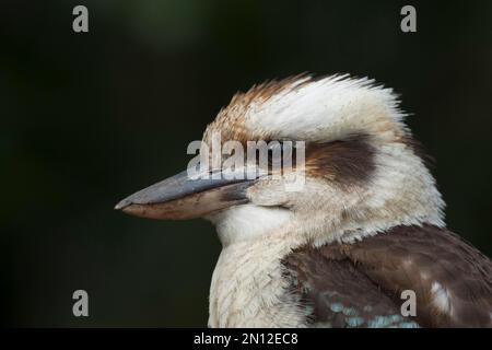 Rire kookaburra (Dacelo novaeguineae) Portrait de tête d'oiseau adulte, Sydney, Nouvelle-Galles du Sud, Australie, Océanie Banque D'Images