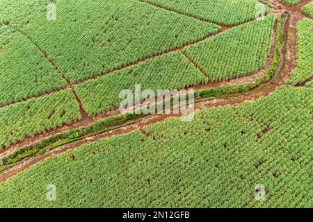 Vue aérienne, champs de canne à sucre près de Grand Port, ile Chat, Maurice, Afrique Banque D'Images