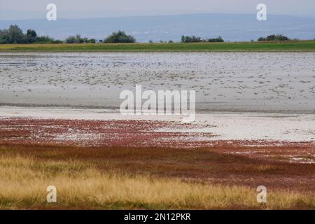 Flaque de sel séchée à la fin de l'été, parc national du lac Neusiedl, Burgenland, Autriche, Europe Banque D'Images