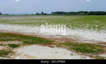 Flaque de sel séchée à la fin de l'été, parc national du lac Neusiedl, Burgenland, Autriche, Europe Banque D'Images