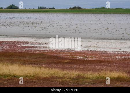 Flaque de sel séchée à la fin de l'été, parc national du lac Neusiedl, Burgenland, Autriche, Europe Banque D'Images