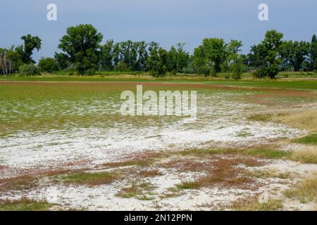 Flaque de sel séchée à la fin de l'été, parc national du lac Neusiedl, Burgenland, Autriche, Europe Banque D'Images