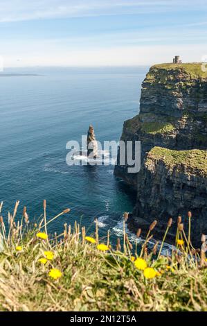 Fleurs jaunes, falaise au-dessus de l'Atlantique, Tour OBrians, aiguille de roche Branaunmore, pilier de surf, falaises de Moher, Falaises de Moher, Aillte an Mhothair, Co Banque D'Images