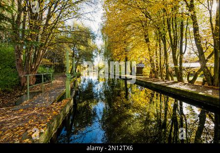 Automne d'or sur le Sempt d'Anzinger à Markt Swabia, Bavière, Allemagne, Europe Banque D'Images