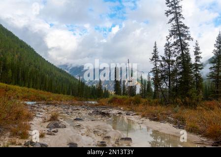 La partie séchée du lit de la rivière en automne le matin sur fond de montagnes avec brouillard laissant après la pluie à Altai dans la forêt. Banque D'Images