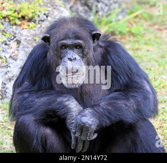 Gros plan d'un Chimpanzé regardant la caméra avec un arrière-plan vert Banque D'Images