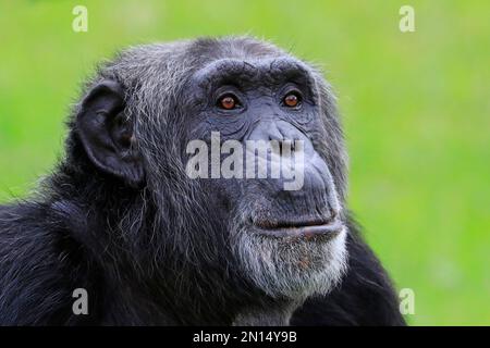 Gros plan d'un Chimpanzé regardant la caméra avec un arrière-plan vert Banque D'Images