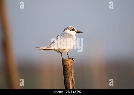 Gros plan sur un oiseau de sterne à bec de mouette Banque D'Images