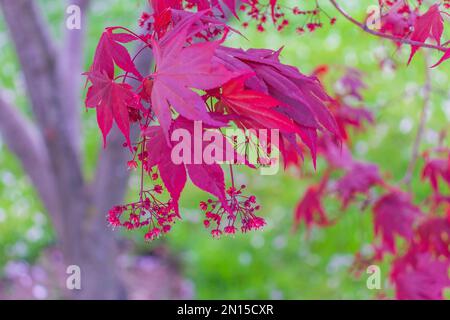Érable australien. Feuilles d'érable en gros plan Banque D'Images