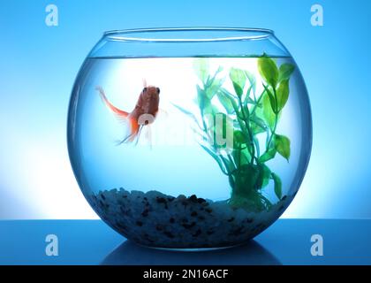 Magnifique petit poisson doré lumineux nageant dans un aquarium en verre rond sur fond bleu Banque D'Images