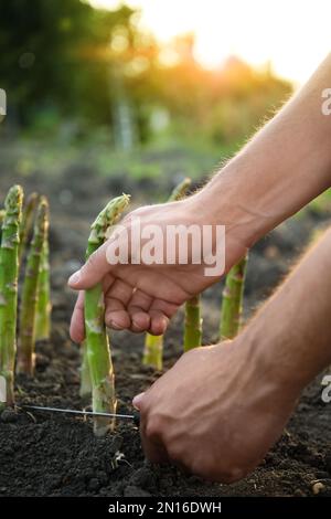 Homme cueillant des asperges fraîches dans le champ, gros plan Banque D'Images