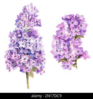 Deux branches de lilas sur fond blanc. Illustration aquarelle. Banque D'Images