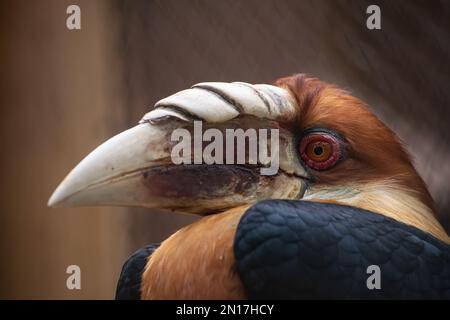 Hornbill Rhyticeros plicatus de Blyth Banque D'Images