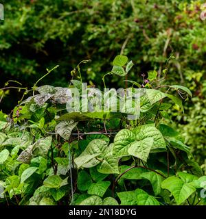 Haricots grimpants violet roi sur le treillis dans le jardin de la cuisine Banque D'Images