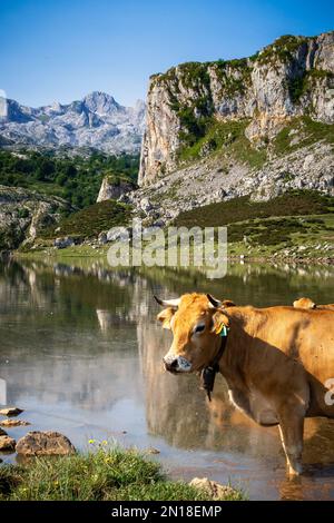 Vaches autour du lac Ercina à Covadonga, Picos de Europa, Asturies, Espagne Banque D'Images