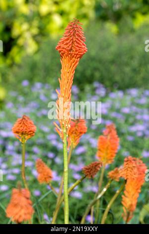 Kniphofia Erecta, rouge-chaud poker Erecta, orange fleurs qui pointent vers le haut comme elles s'ouvrent Banque D'Images