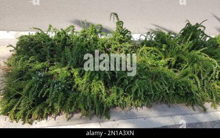 Herbes de jardin fleurir romarin désambiguité avec fond vert. Banque D'Images