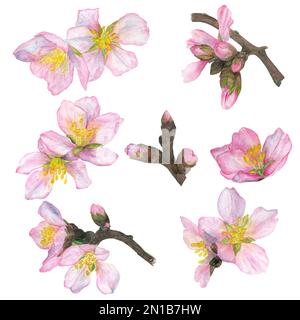 Illustration aquarelle, ensemble de fleurs roses et brindilles sakura. isoler sur un fond blanc. Il convient pour la conception de cartes postales, l'emballage, c Banque D'Images