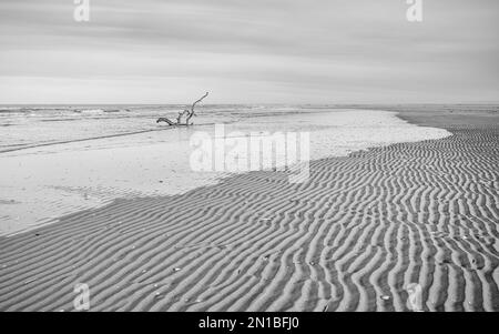 Une image en noir et blanc de bois de dérive dentelé vu lavé sur la côte de Sefton à Ainsdale. Banque D'Images