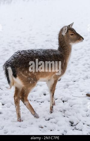 Jeunes cerfs-jachères marchant dans la neige dans le parc local pendant une tempête de neige en hiver à Dordrecht, en Hollande, aux pays-Bas. Banque D'Images