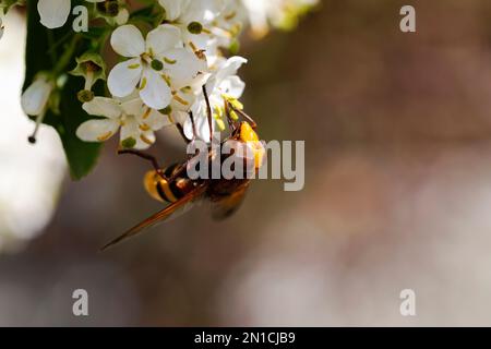 L'aéroglisseur Hornet (Volucella zonaria) se nourrissant sur le nectar des fleurs blanches Banque D'Images