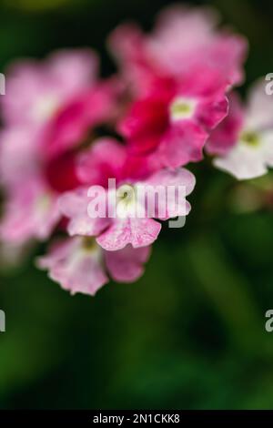 fleurs de jardin saisissant pour l'attention Banque D'Images