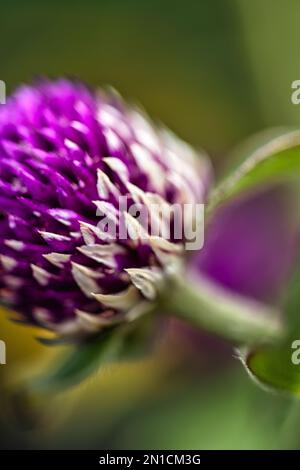 le violet et le blanc sont ici dans le jardin Banque D'Images