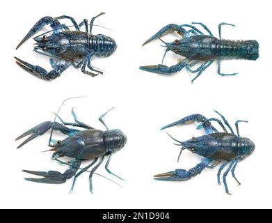 Ensemble de écrevisses bleues isolées sur blanc, vue de dessus Banque D'Images