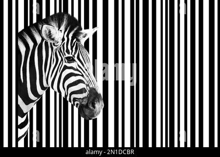 Détail d'une tête de zèbre sur un arrière-plan abstrait à rayures blanches et noires. Banque D'Images