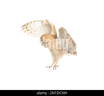 Magnifique hibou de grange commune volant sur fond blanc Banque D'Images