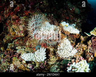 CROWN-of-thorns Starfish mangeant des coraux Grande barrière de corail Banque D'Images