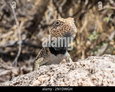 Un lézard adulte à collier dans le désert (Crotaphytus bicinctores), se baquant dans le parc national du Grand Canyon, Arizona, États-Unis d'Amérique, Amérique du Nord Banque D'Images