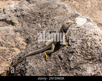 Un lézard adulte à collier dans le désert (Crotaphytus bicinctores), se baquant dans le parc national du Grand Canyon, Arizona, États-Unis d'Amérique, Amérique du Nord Banque D'Images