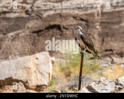 Une balbuzard adulte (Pandion haliatus), perchée sur une clôture dans le parc national du Grand Canyon, Arizona, États-Unis d'Amérique, Amérique du Nord Banque D'Images