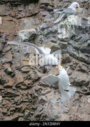 Kittiwardts adultes à pattes noires (Rissa tridactyla), luttant au site de nidification sur les falaises du sud de Bjornoya, Svalbard, Norvège, Europe Banque D'Images