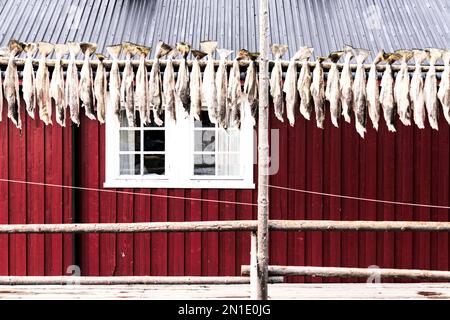 Stockfish dans une rangée pendant pour sécher à l'extérieur de la traditionnelle Rorbu, Nusfjord, Lofoten, îles, Norvège, Scandinavie, Europe Banque D'Images