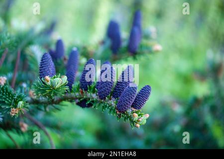 Abies koreana, sapin coréen, conifères à feuilles vert foncé, cônes blancs, bleus ou violets Banque D'Images