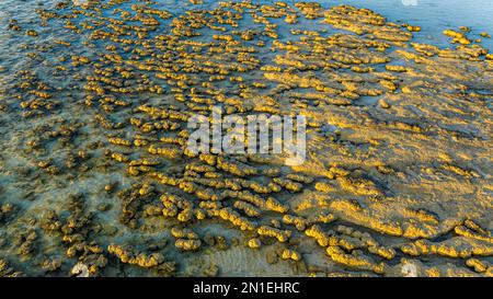 Antenne des stromatolites de Hamelin Pool, Shark Bay, site classé au patrimoine mondial de l'UNESCO, Australie occidentale, Australie, Pacifique Banque D'Images