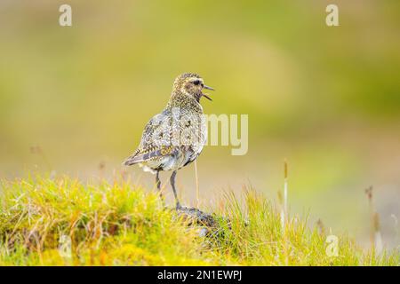 Un Pluvier doré européen (Pluvialis abricaria), péninsule du Nord, Islande, régions polaires Banque D'Images