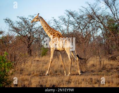 Giraffe, réserve de jeux Welgevonden, Limpopo, Afrique du Sud, Afrique Banque D'Images