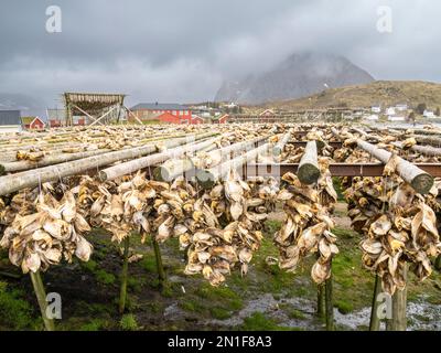 La morue séchant sur des casiers pour devenir des stockfish dans la ville de Reine, Moskenesoya dans l'archipel des Lofoten, Norvège, Scandinavie, Europe Banque D'Images