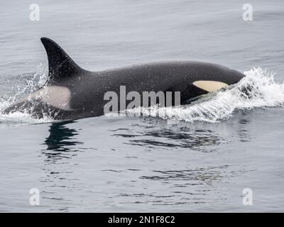 Un petit groupe de épaulards de l'Atlantique (Orcinus orca), situé au nord de Tromso, en Norvège, en Scandinavie et en Europe Banque D'Images