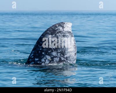 Baleine grise adulte (Eschrichtius robustus), surfaçage dans la baie de Magdalena sur la péninsule de Baja, Baja California sur, Mexique, Amérique du Nord Banque D'Images