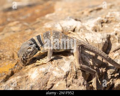 Lézard à collier dans le désert (Crotaphytus bicinctores), sentier du canyon de la mosaïque, parc national de la Vallée de la mort, Californie, États-Unis d'Amérique, Amérique du Nord Banque D'Images