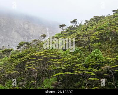 Vue sur une chute d'eau et la forêt de Notofagus à Caleta Capitan Canepa, Isla Estado (Isla de Los Estados), Argentine, Amérique du Sud Banque D'Images