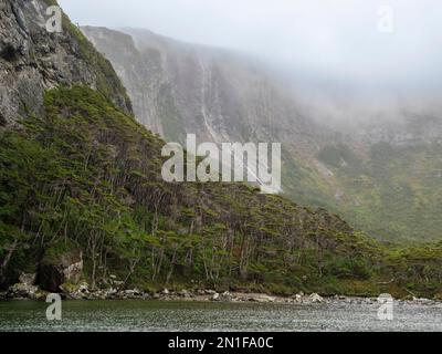 Vue sur une chute d'eau et la forêt de Notofagus à Caleta Capitan Canepa, Isla Estado (Isla de Los Estados), Argentine, Amérique du Sud Banque D'Images