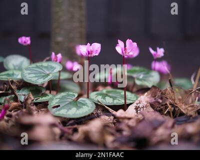 Gros plan de fleurs de coum de Cyclamen rose avec des tiges rouges droites et des feuilles à motifs prises au niveau du sol parmi les feuilles mortes séchées sous un arbre Banque D'Images